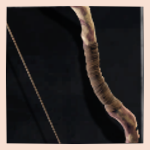 Field Bow